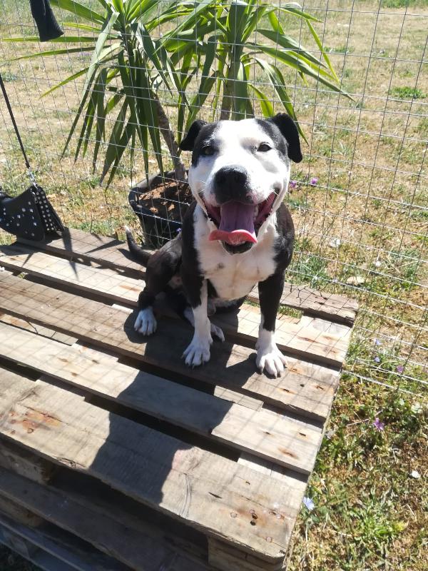 Guancho Giovane Simil Amstaff